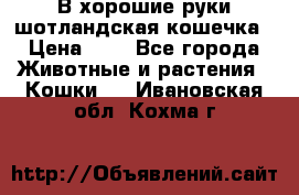 В хорошие руки шотландская кошечка › Цена ­ 7 - Все города Животные и растения » Кошки   . Ивановская обл.,Кохма г.